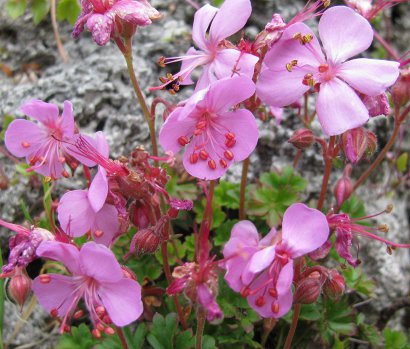 Geranium dalmaticum 